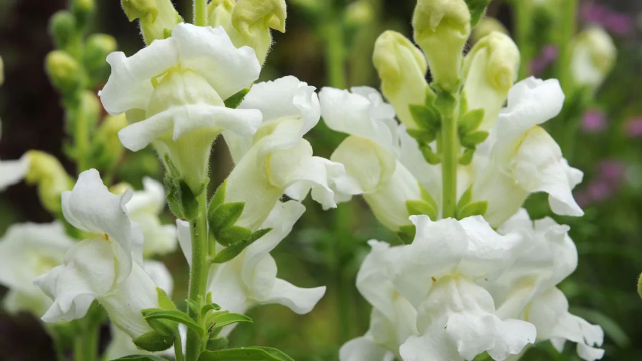 Royal Bride Snapdragons