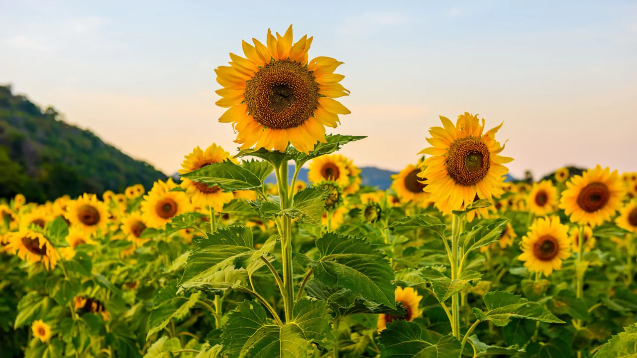 Sunflower