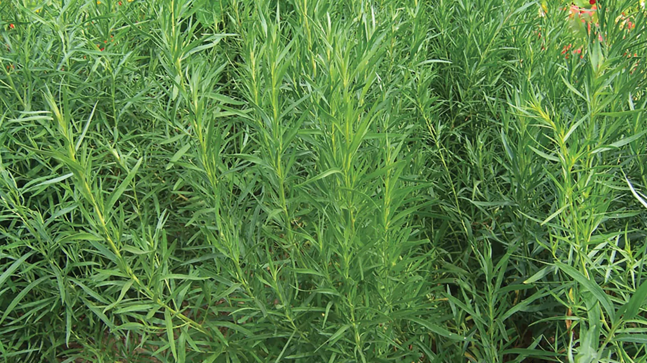 Tarragon