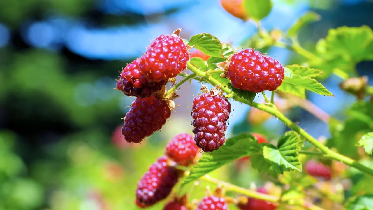 Tayberry