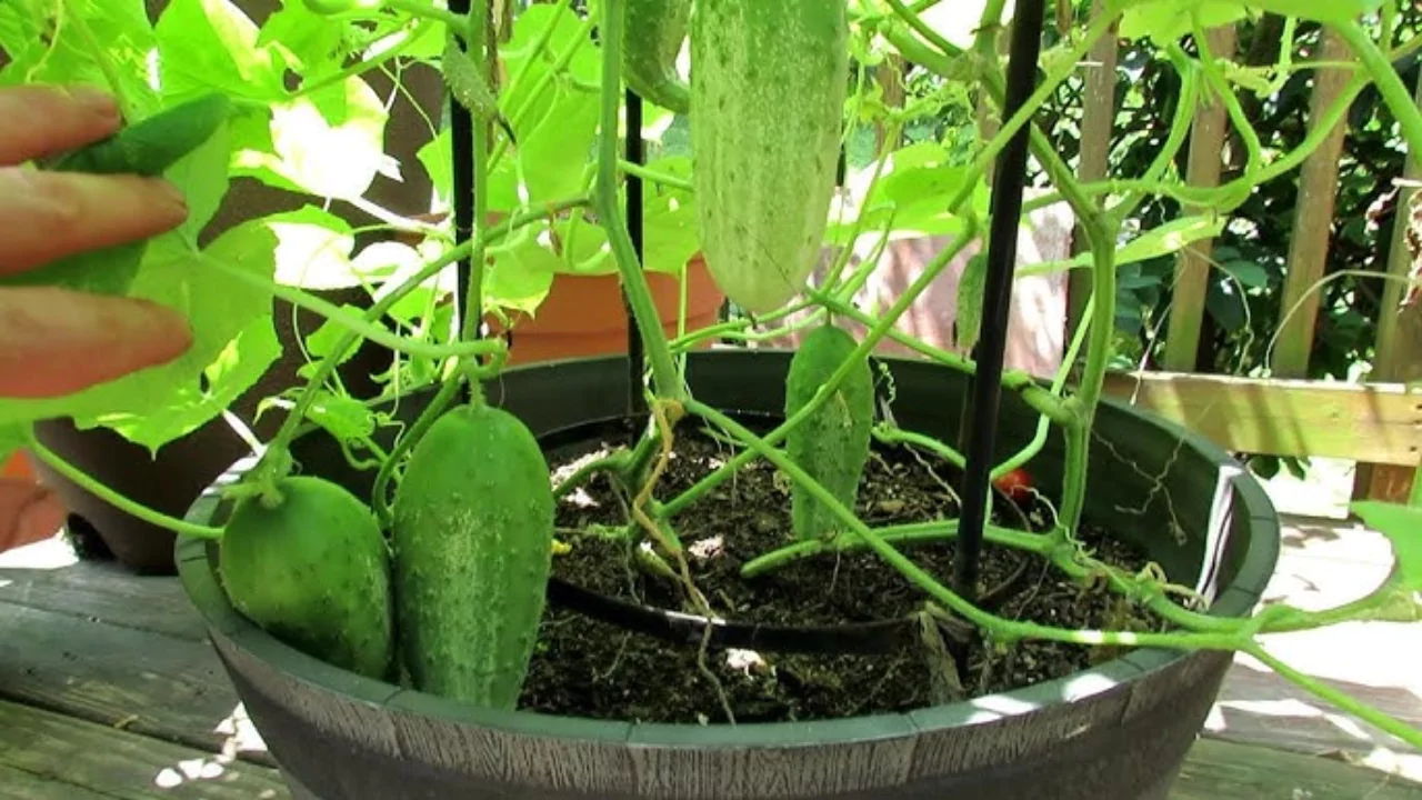 What are the Best Cucumber Varieties for Growing in Containers