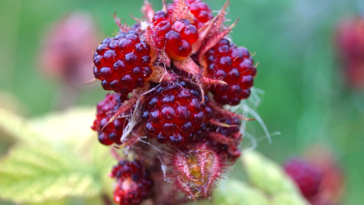 Wineberry
