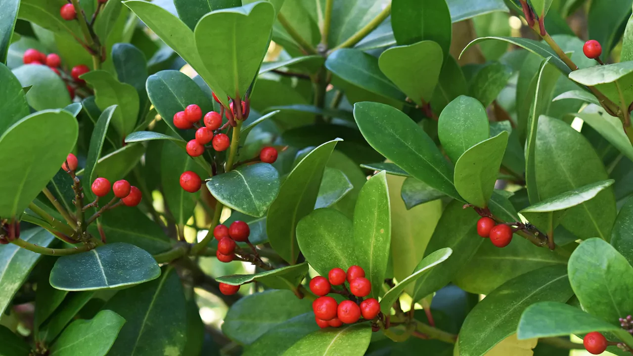 Wintergreen