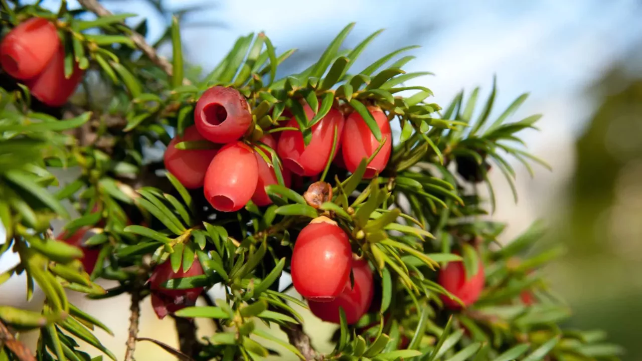 Yew berry