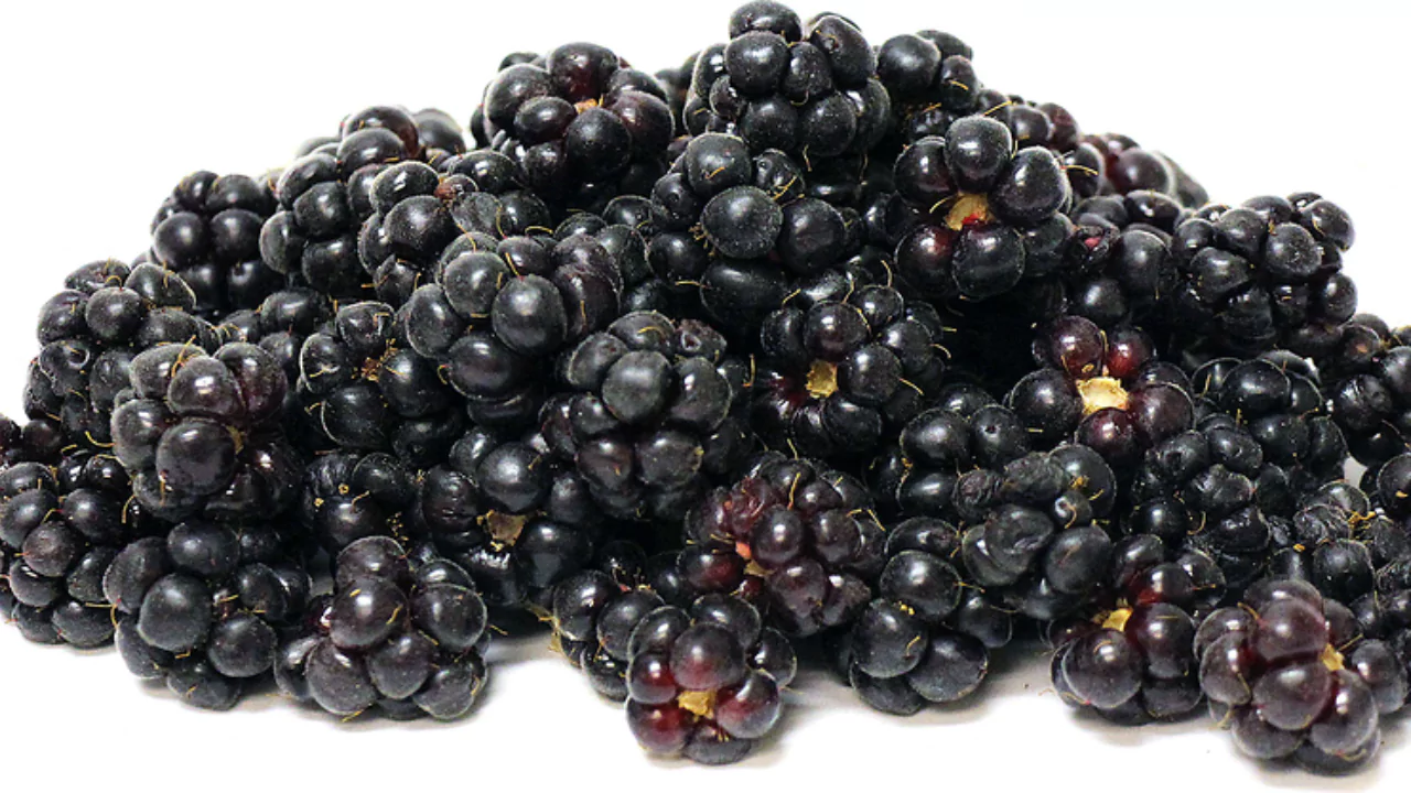 Youngberry