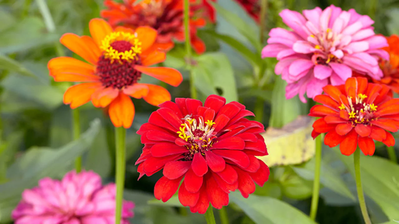 Looking for orange flowers to add to your garden this growing season? We don’t blame you. The color orange is vibrant and energetic, falling between yellow and red in the color spectrum. The color orange is reflective of joy, heat, warmth, creativity, success, change, health, happiness and fun.
Orange promotes a feeling of overall wellness and positive energy and orange flowers in your garden will bring that feeling to everyone who enters it. Orange is an eye catching color. It is flamboyant and stimulating. It has all the passion and fierceness of the color red mixed with the subtle calmness and happiness of yellow.
There are around thirty different flowers that have orange varieties. The following list contains the cream of the crop of orange garden flowers and is complete with care instructions to get your orange flower garden started up right.
One small warning: if your orange blossoms spring up in perfect harmony, you will be the envy of all of your neighbors.
Did we miss any of your favorite orange flowers? Leave a comment and tell us about it!
Ranunculus
Ranunculus blooms have layer upon layer of rich, loud color. Their long stems elevate their beautiful blooms up high upon a pedestal for all the world to see. At the end of the summer, they will fade to yellow.
When this occurs, you should consider cutting them and bringing them inside to decorate your home inside a vase, where they enjoy a long and healthy second life. Leave a little foliage behind, however, as green leaves help to gather the sun’s energy for next year’s blooming season.
Ranunculus grow best in zones 8-11 and enjoy well-drained soil and full sunlight.
Lion’s Tail
Lion’s tail (leonotis leonurus) blooms are exotic and full of expression. This perennial stands tall and proud, while it’s bright orange blooms catch the eye of every passerby.
Use gloves when handling lion’s tail, as its spine has sharp thorns like the claws and teeth of the jungle beast it’s named for. Lion’s tail is a perfect addition to any garden, as its drought resistant durability keeps it blooming bright and strong all season long.
Lion’s tail thrives in zones 10-11 in well-drained soil and full sunlight.
Begonia
Plant your begonias in between other flowers that stand tall and provide ample shade and protection from the wind. Be sure to select an orange varietal, as begonias come in many different shades.
The large, bright double blooms of the begonia stand out well atop dark green foliage underneath. Be careful not to overwater their soil, but keep it nice and moist.
Begonias enjoy zones 6-11 and prefer moist, well-drained soil and a mix of full sun and partial shade.
Marigold
Marigolds (Tagetes) are quite a popular annual found in many gardens. They won their popularity due to their gorgeous color and long bloom cycle, which can last a full summer. The ruffled feather petals come in thick layers similar to the blooms of carnations.
Marigolds love to bask in the sunlight and prefer deep watering to light daily drinks. Make sure the soil is completely dry around your marigolds before re-watering and water at the base of the plant instead of from above to keep the blooms healthy and dry.
Marigolds do best in zones 9-11 and love well-drained soil and full sunshine.
Gerbera Daisy
The Gerbera daisy (Gerbera Jamesonii) is a bright but gentle beauty, ranging anywhere from 2 to 5 inches in diameter. It’s bloom looks similar to a sunflower, and like a sunflower, the gerbera daisy enjoys lounging in the sunlight.
The only drawback to these lovely daisies is their susceptibility to crown rot if the crowns are buried too deep within the soil, so be sure plant them with the crowns well above ground level and keep an eye on the crowns to ensure that they do not burrow too deep as they sink into the ground from watering and weight.
The Gerbera daisy thrives in zones 9-11, in full sun and well-drained soil.
Butterflyweed
The Butterflyweed’s name is somewhat misleading, as it is hardly an invasive weed, but a lovely bushy perennial with cluster-like blooms of bright, flat-topped orange flowers that can draw the eye from far away.
The one downside to these luscious lovelies, are their tendency to draw aphids. To keep them free from pests, blast the plants with water or run your fingers on the underside of their lance shaped leaves a few times per week.
Butterflyweed performs best in zones 3-9 in well-drained soil and full sunlight.
Dahlia
The dahlia flower has large luxurious blooms adorned with curved, spiked petals that symmetrically frame the blossoms.
Wait until your garden’s ground temperature reaches 60 degrees before planting, as dahlias struggle in cold weather conditions. Keep soil conditions moist but avoid overwatering as dahlias like to drink low and slow. Be sure to select orange varieties as dahlias are available in a wide array of colors.
Dahlia’s get along famously in zones 8-10 in full sun and moist, well-drained soil.
Zinnia
The dazzling auroral glow of the daisy-like zinnia blossoms are always a pleasing sight in any garden. Blooming annually and extending up to three feet tall, the zinnia flower stands high above its floral friends like a gleaming, sunny pillar.
Gardeners love zinnias as they are both very easy to please and stunningly beautiful. Their long, slender stems may occasionally need some light support from medium stakes.
To promote continuous flowering throughout the season, remove faded blooms and watch as new buds pop up in their place in no time. Fertilize lightly several times throughout the season instead of using a time released food source or fertilizing heavily once or twice.
Zinnias relish zones 3-10 in full sunlight and well-drained soil.
These 8 orange flowers will help your garden stand out and bring immense pleasure to all who get a chance to see them. The bright orange buds should give you and your family a warm, calming sense of peace and serenity and inspire active days and stress-free contentment.
When it’s time to add a little zest into your life, orange flowers will more than do the trick. Feel free to add other orange flowers to the combination, or sprinkle in some additional colors (red and yellow pair well with orange) to bring some variety to the table.
