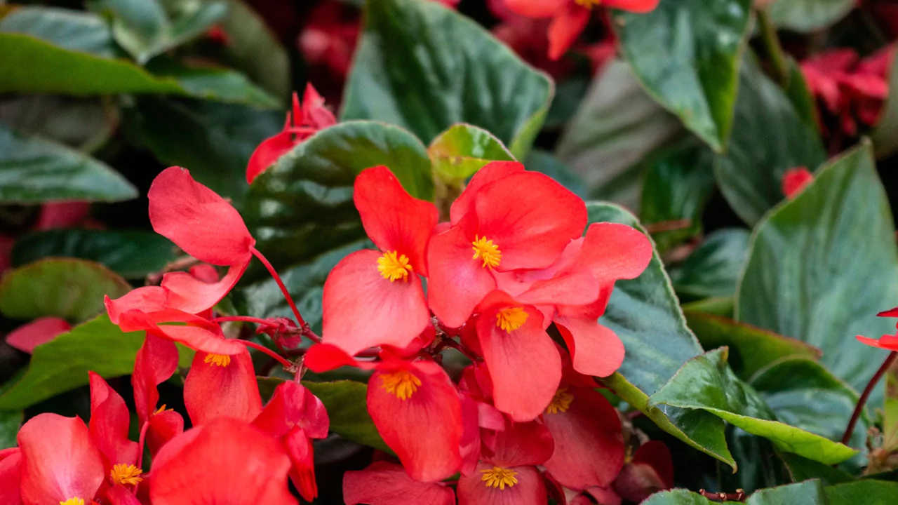 begonia