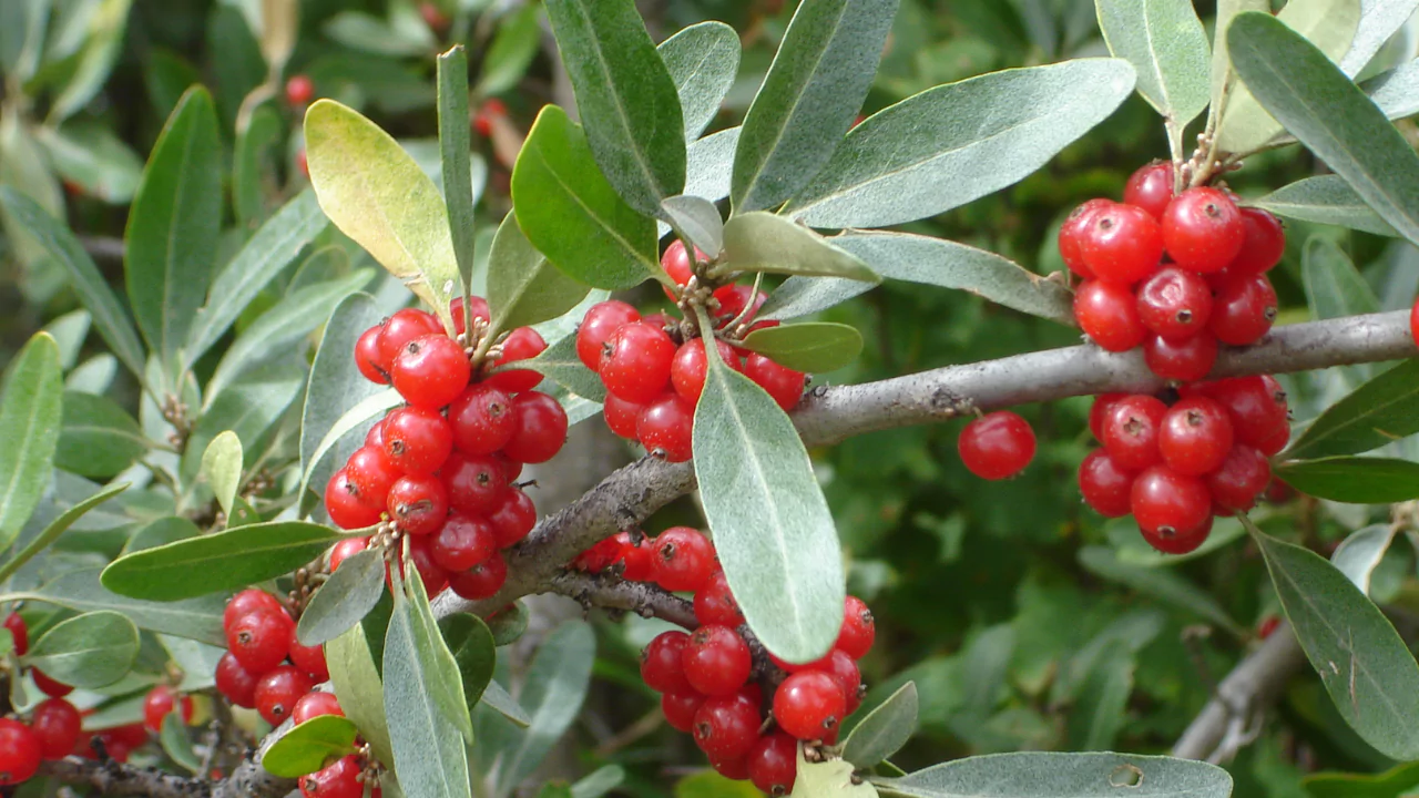 buffalo berry