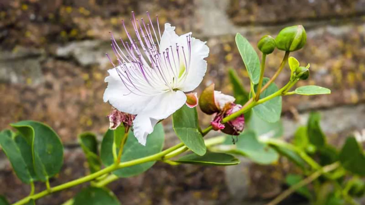caperberry