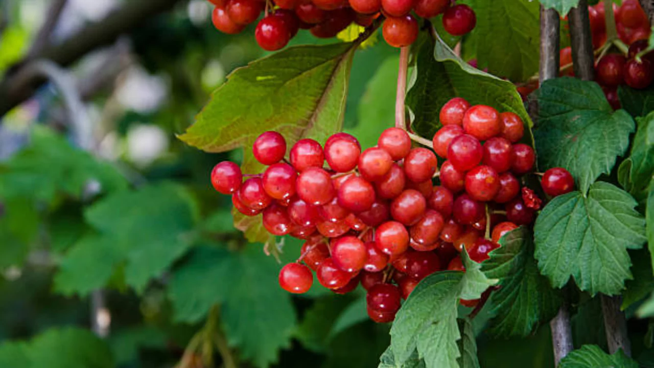 cranberry 