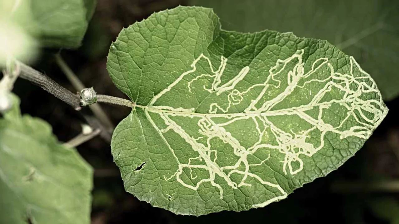 leaf miners