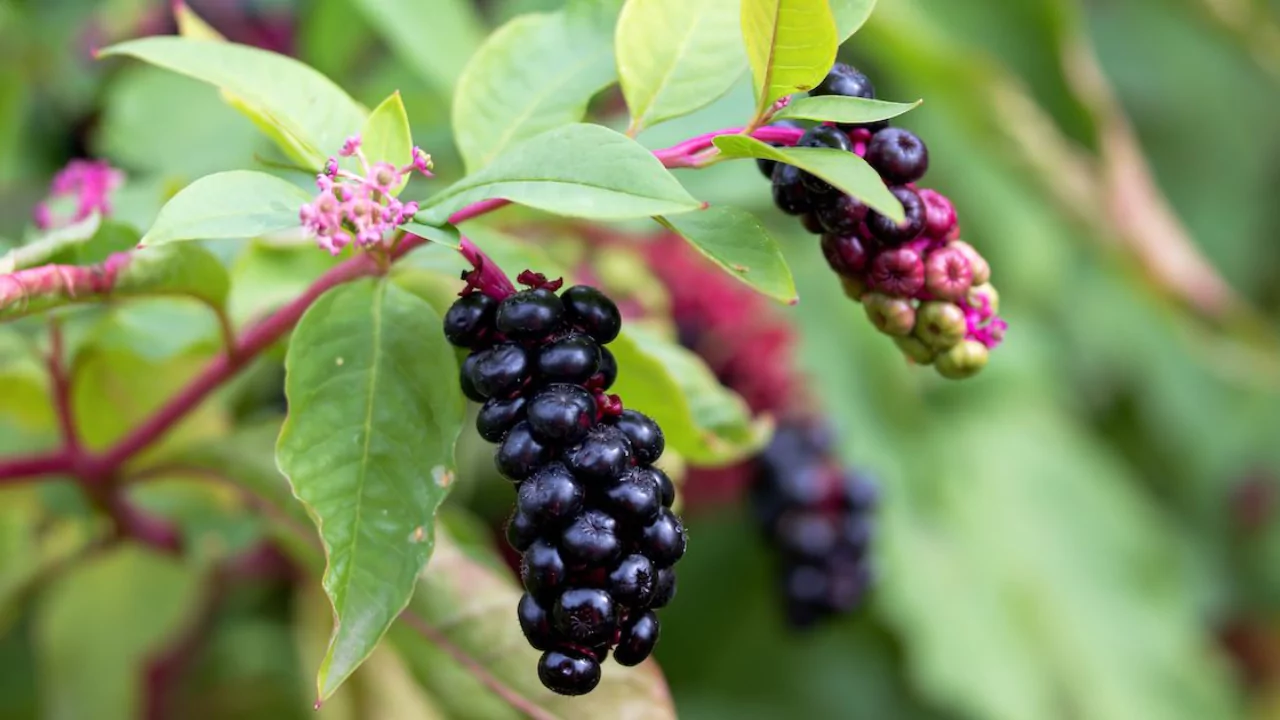 pokeberry