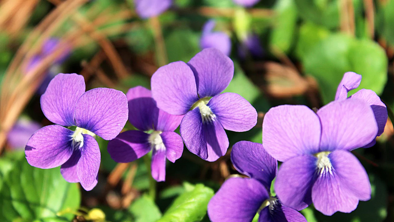 Violet