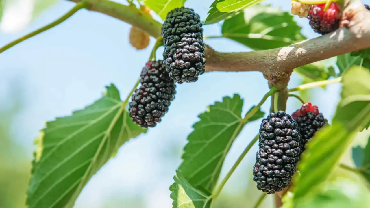 Black Mulberry