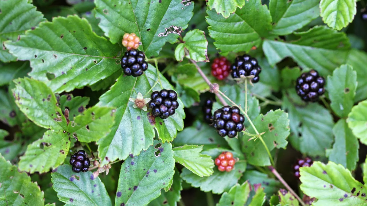 Dewberry
