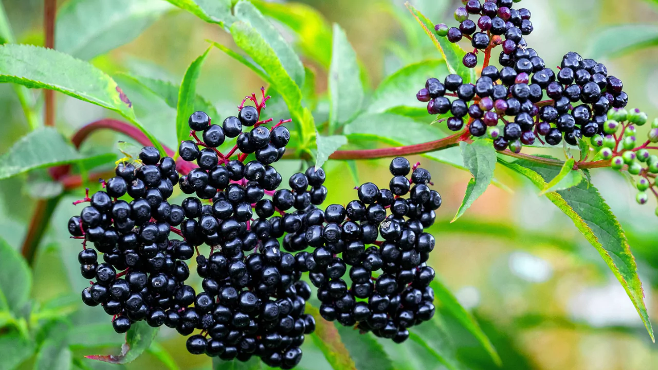Elderberry