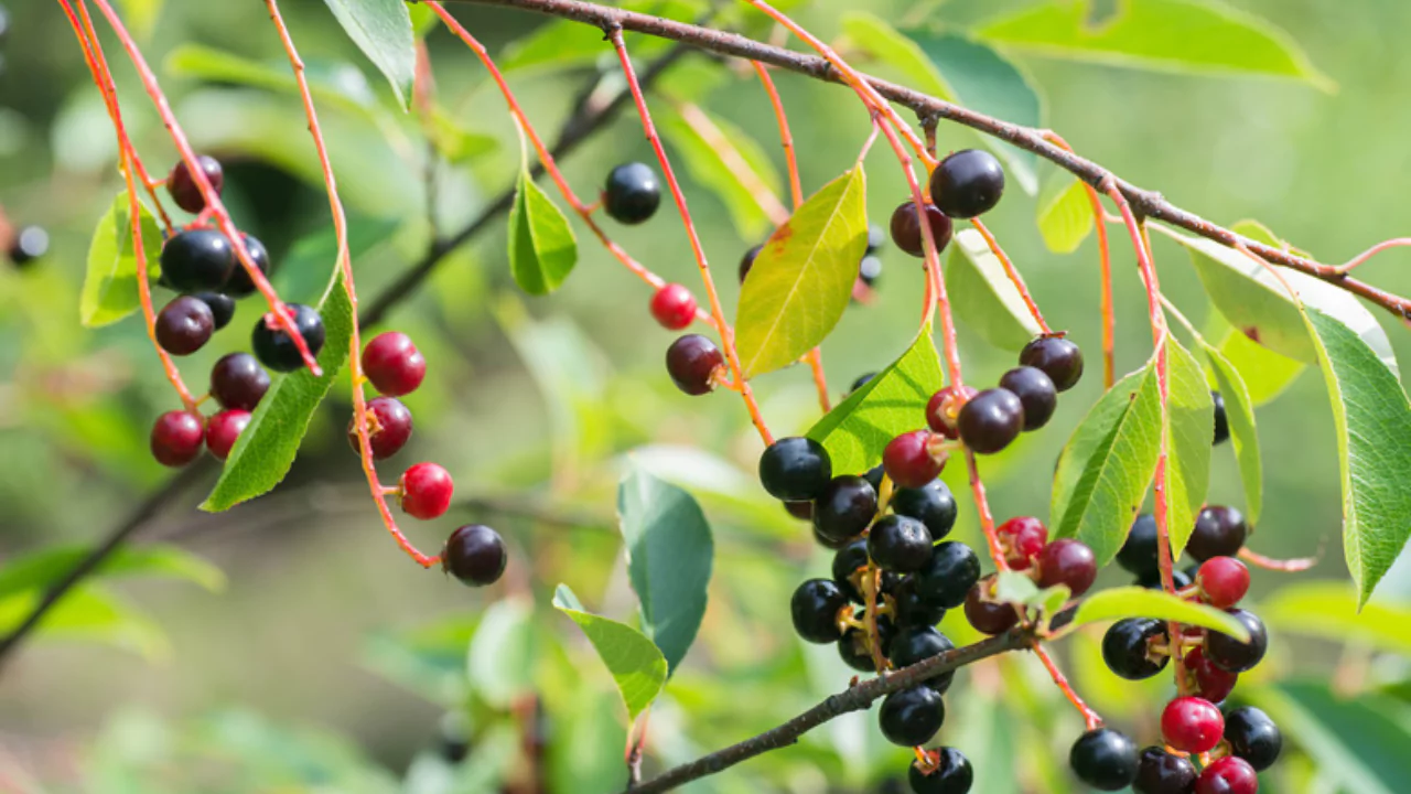 hackberry