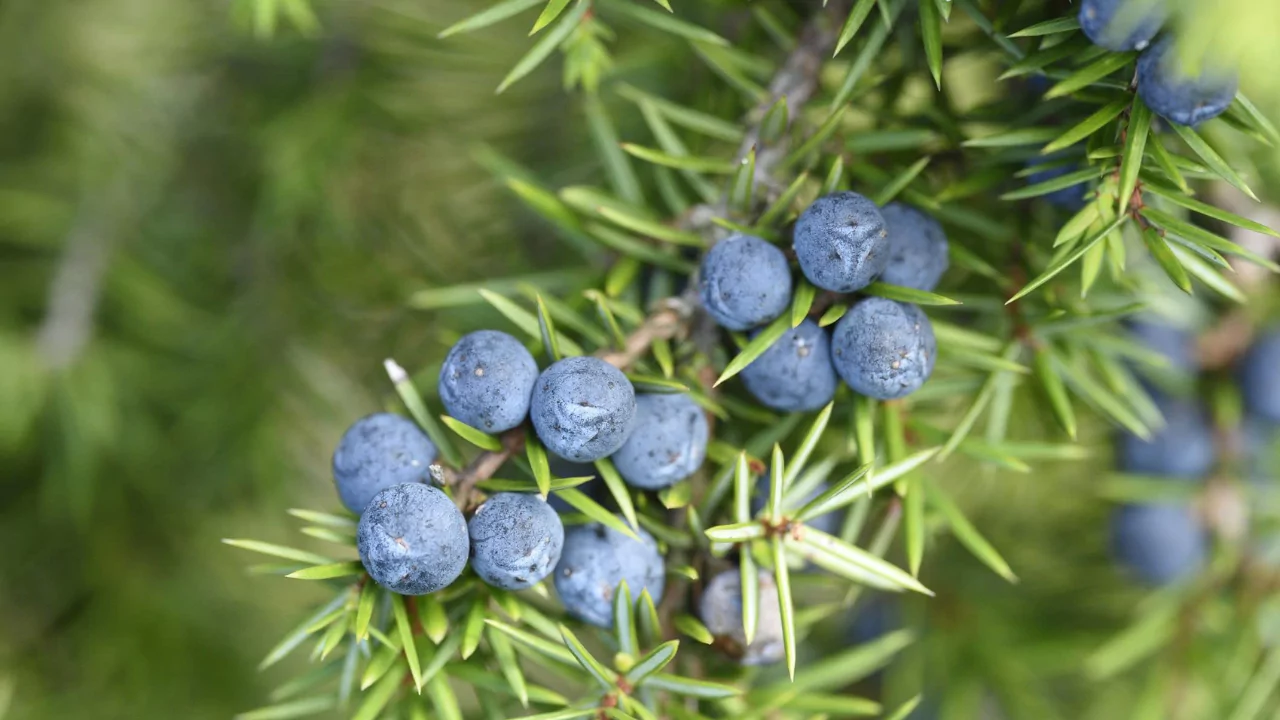 Juniper Berry