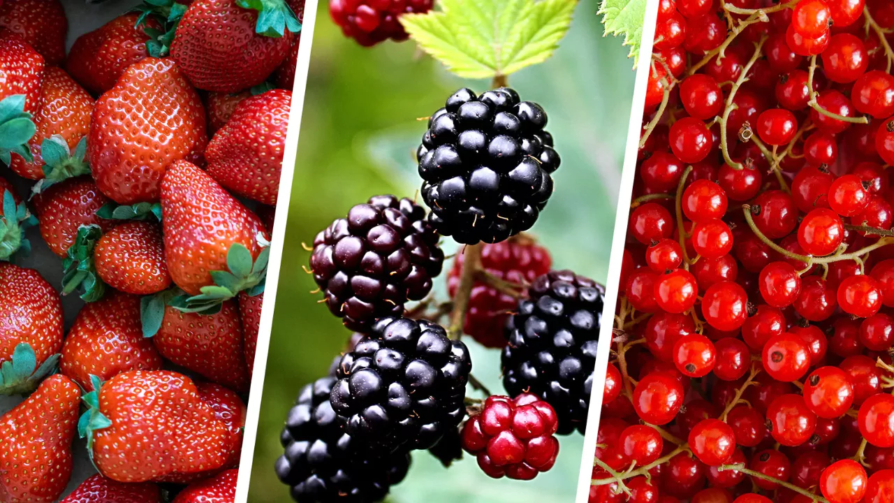 List of Types of Berries from A to Z