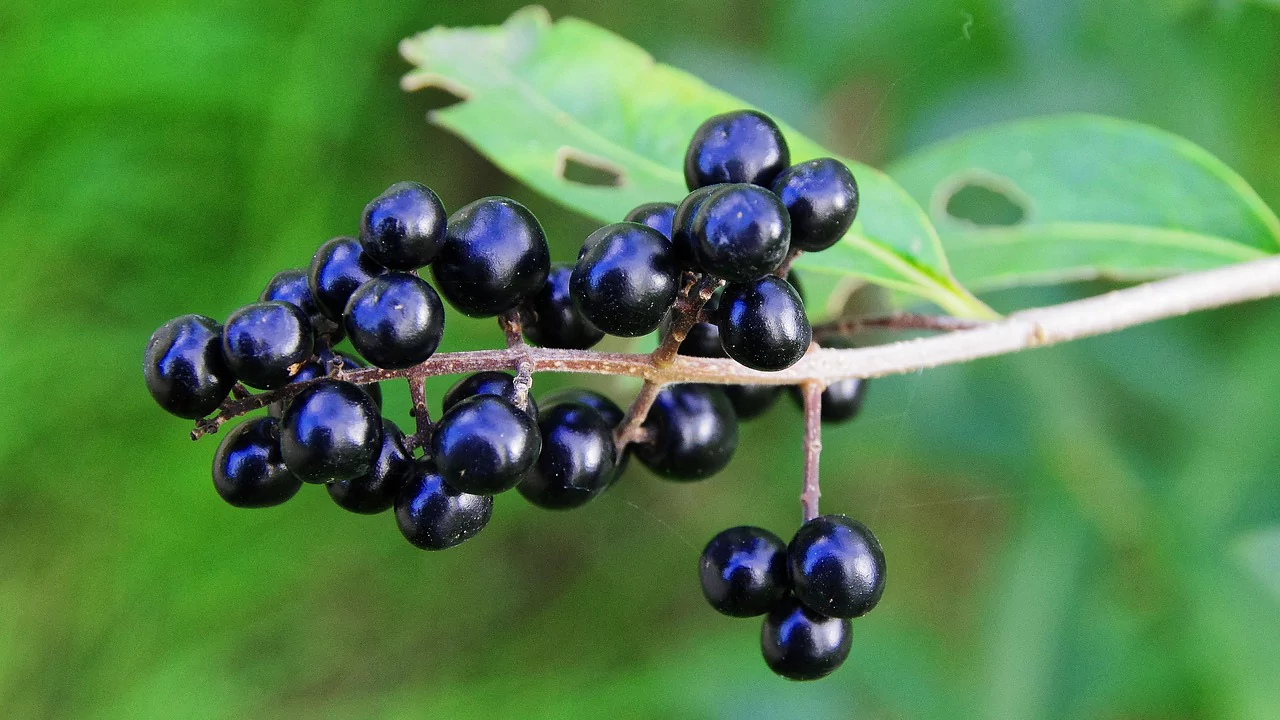 Privet Berry
