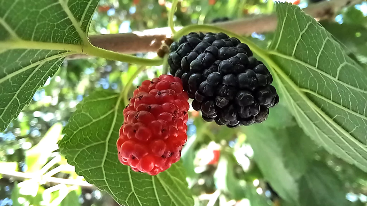 Red Mulberry