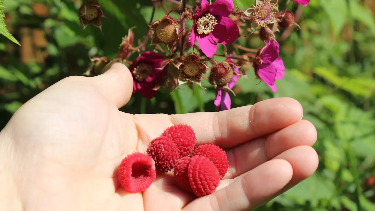 Thimbleberry
