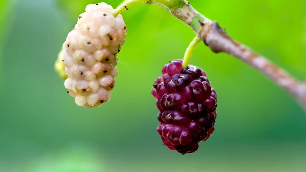White Mulberry