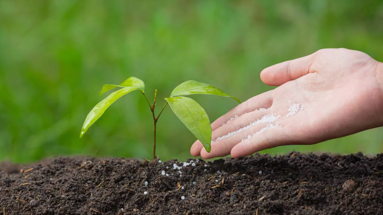 Fertilizer vs Manure: Which to Use?