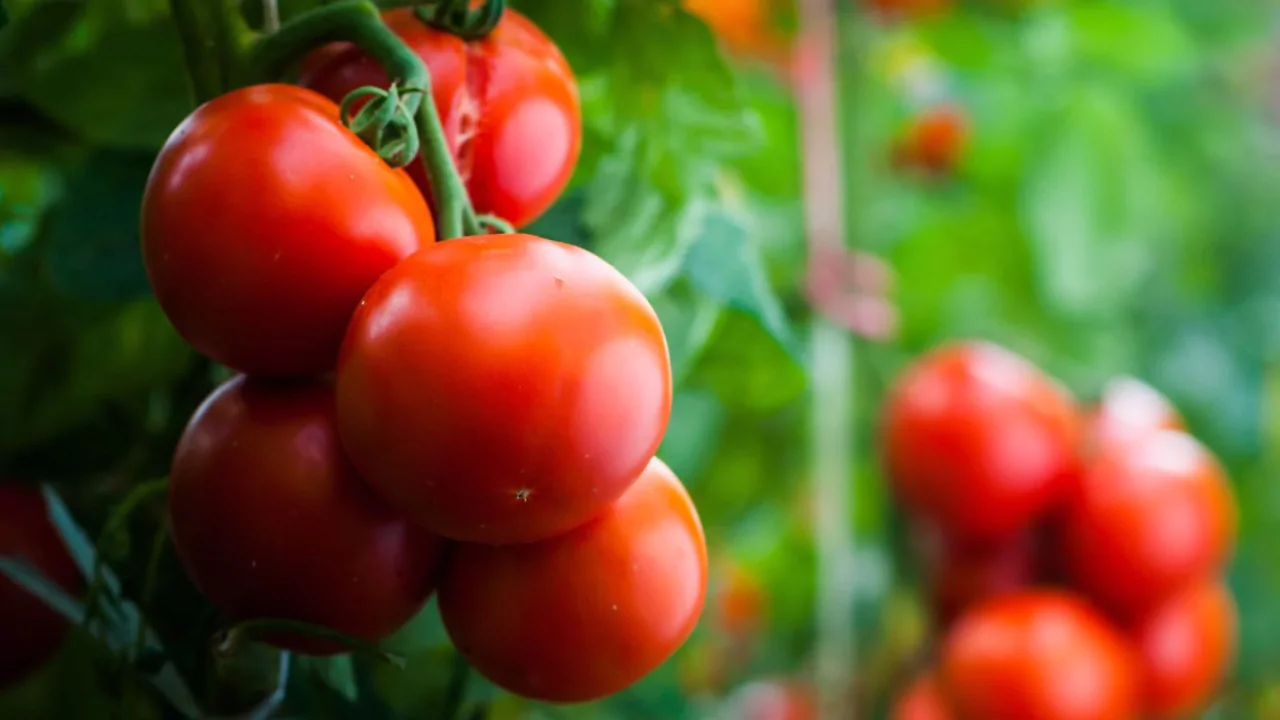 Growing Tomatoes: Bush or Vine