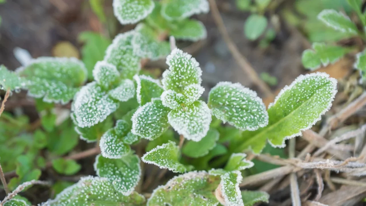 How to Determine Your Frost Dates by Zip Code