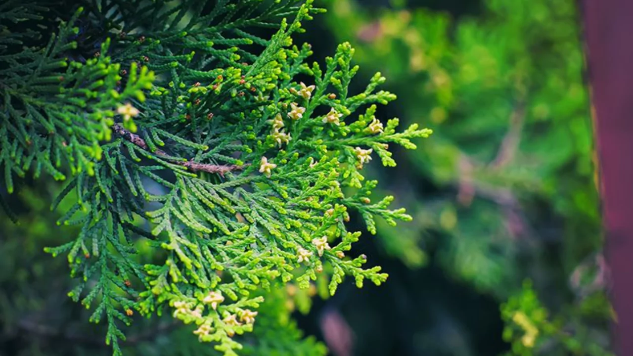 How to Grow Cedar Trees