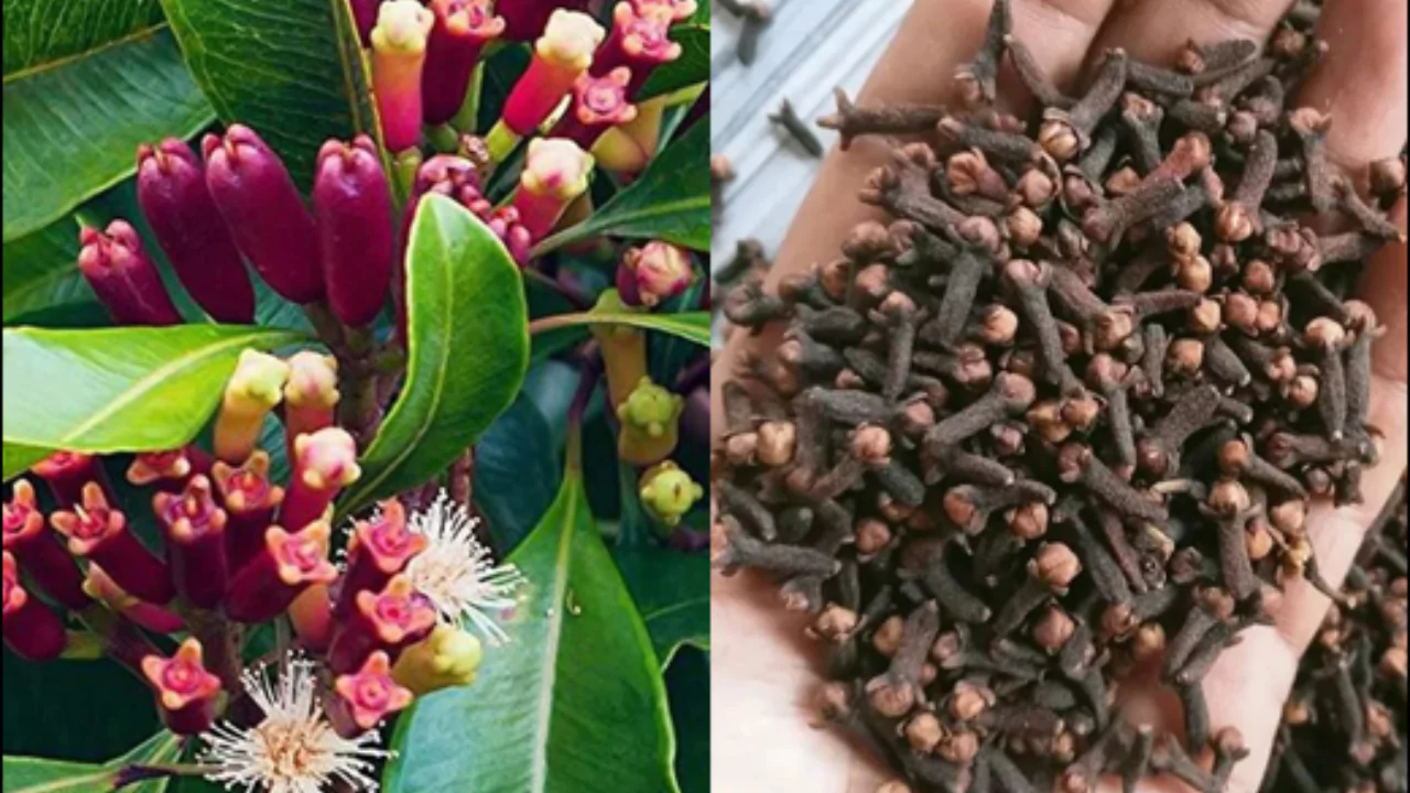 How to Grow Clove (Syzygium aromaticum)