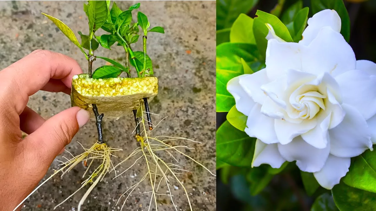 How to Grow Gardenia Flowers