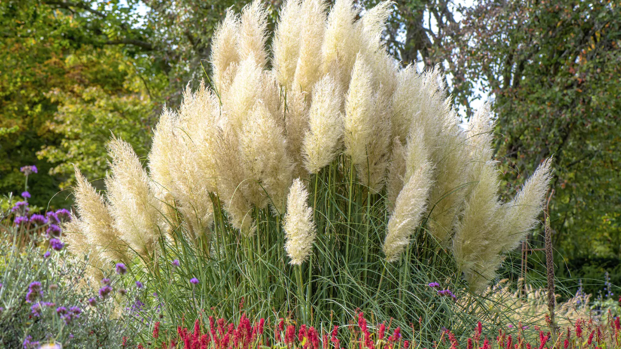 How to Grow Pampas Grass