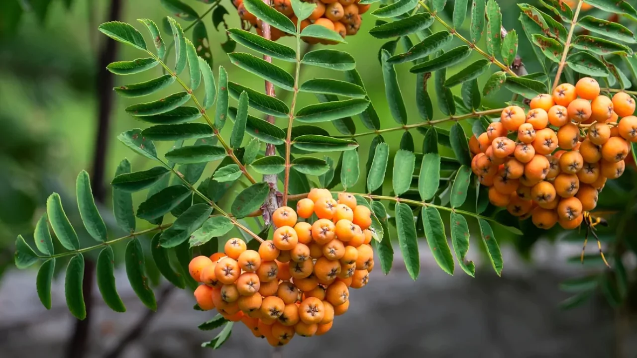 How to Grow a Rowan Tree (Mountain Ash)