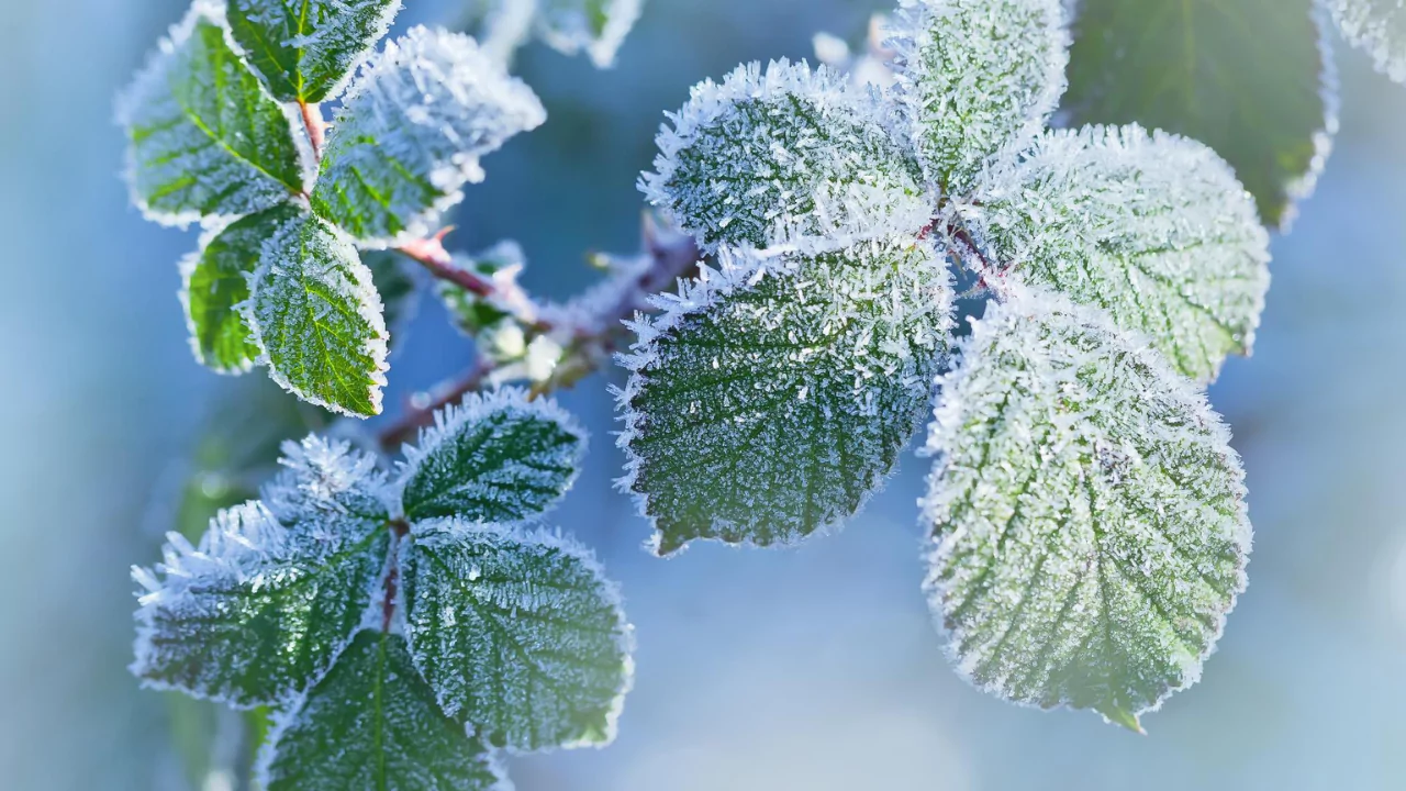 How to Learn Your Last Frost Date or Freeze Date