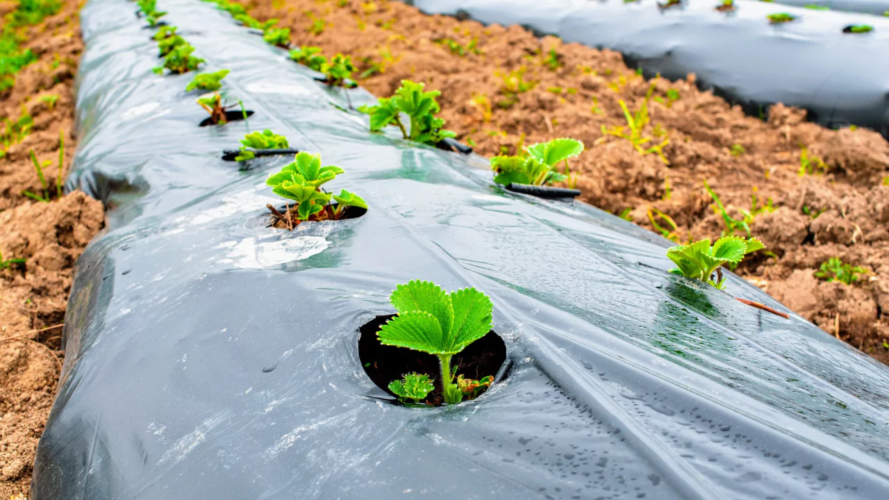 Make Use of Plastic Mulch