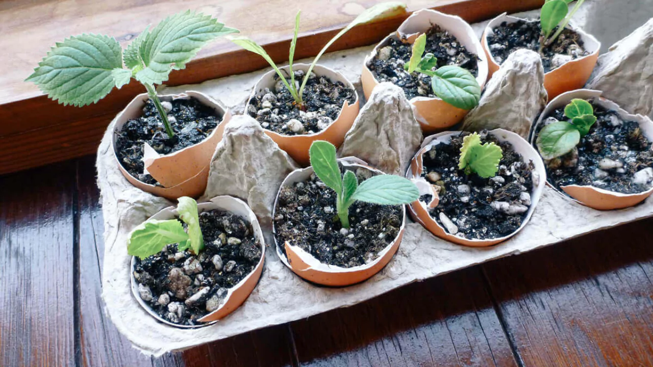 Start Seeds Indoors