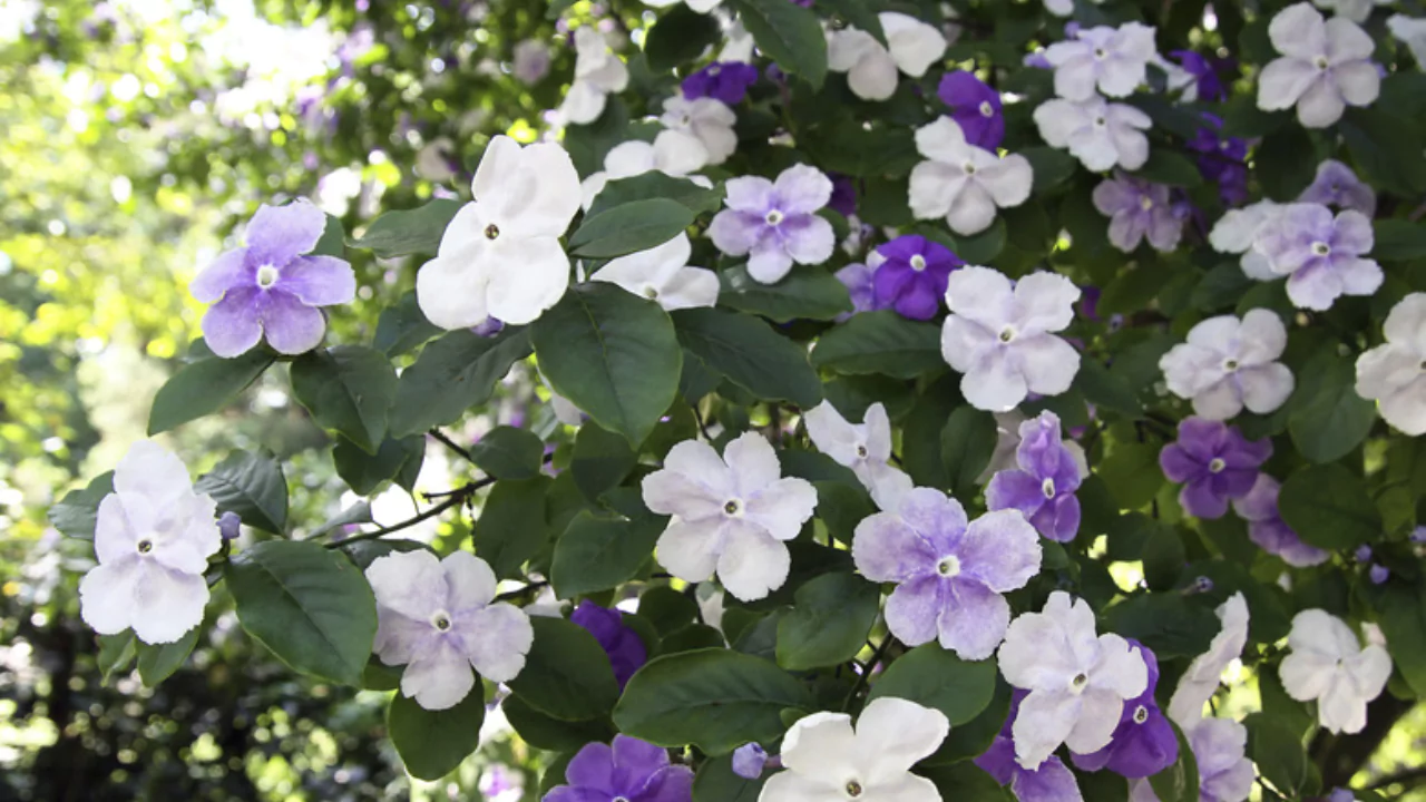 Yesterday Today and Tomorrow Plants: How to Grow